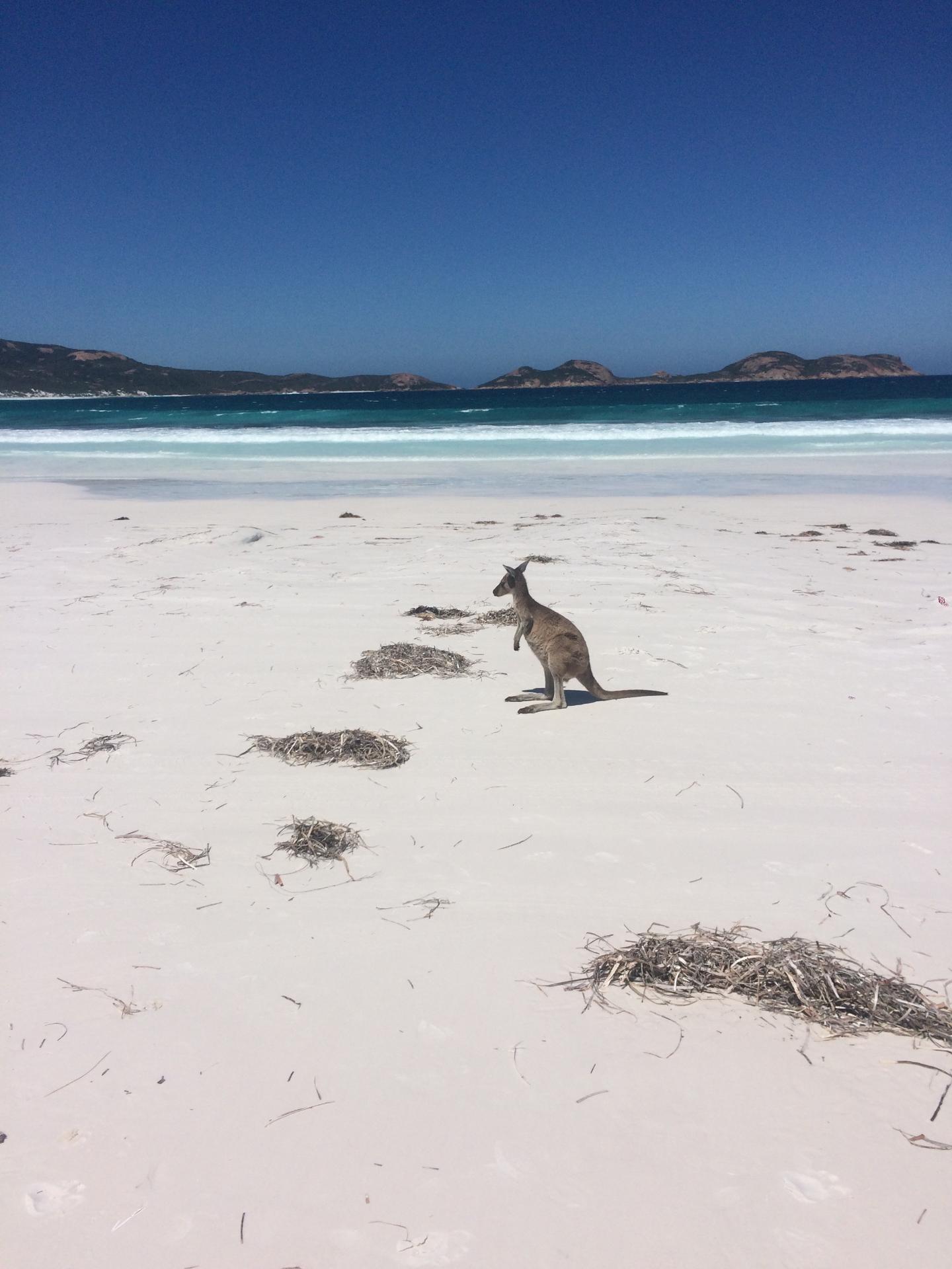 Kangaroo at Lucky Bay 